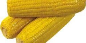 Yellow Corn