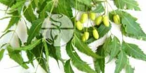 Neem Leaves & Oil
