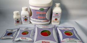 Bacillus- Bio Fungicide Cum Bactericide
