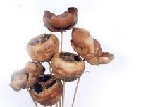 Exotic Dried Flowers