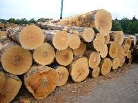 Timber Logs