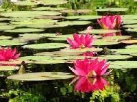 Aquatic Plants