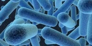 Bifidobacterium Longum