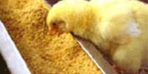 Poultry Probiotic Feed Supplement