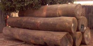 SW-001 Indian Round Sal Wood Logs