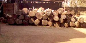 SW-002 Indian Sal Wood