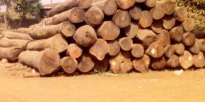 SW-003 Indian Sal Wood Logs
