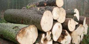 SW-004 Cheap Spruce Wood