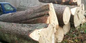 SW-005 Cheap Spruce Wood logs