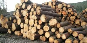 SW-010 Spruce Wood Log