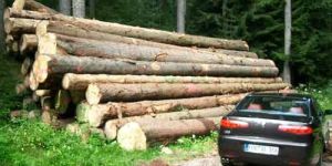 SW-011 Spruce Wood Logs