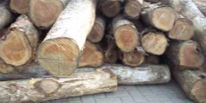 TW-001 Columbian Teak Wood