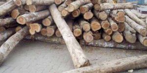 TW-002 Columbian Teak Wood