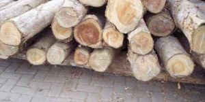 TW-003 Columbian Teak Wood Logs