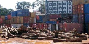 TW-009 Ghana Teak Wood Log