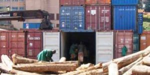 TW-010 Ghana Teak Wood Log