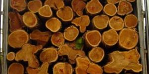 TW-011 Ghana Teak Wood Log