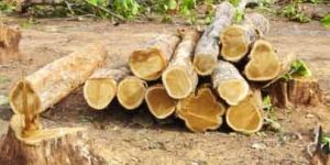 TW-012 Ghana Teak Wood Log