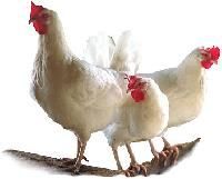 Poultry