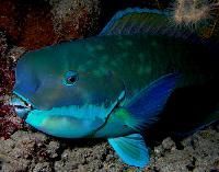 Parrot Fish
