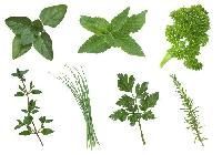Aromatic Herbs