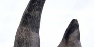 Rhino Horn