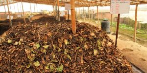 Organic Fertilizer