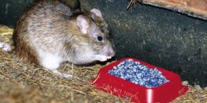 Odorless Rodenticides