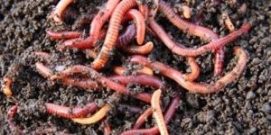 Organic Vermicompost