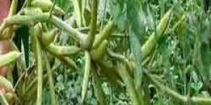Guar Gum Beans