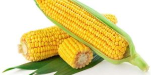 Yellow Maize