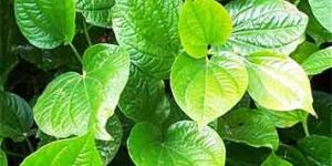 Betel Leaves