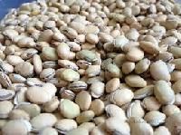 Soya Seeds