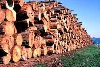 Timber Logs