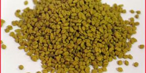 Fenugreek Seed