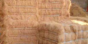 Coir Fibre