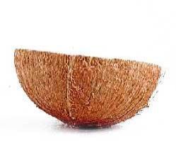Coconut Shell