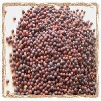 Cabbage Seed