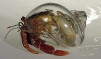 Hermit Crab Shells