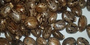 Castor Seeds