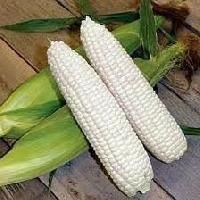 White Maize