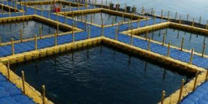 Offshore Fishing Farming