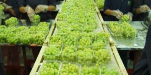 Fresh Grapes