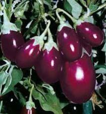 Fresh Brinjal