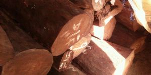 red sandalwood logs &living trees of  grade-A