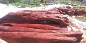 red sandalwood logs & living trees seller