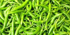 Fresh Green Chilli