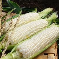 White Corn