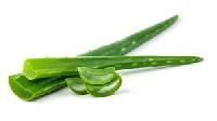 Aloe Vera Leaf