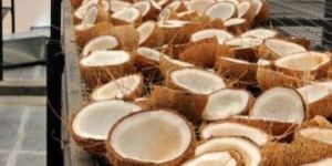 Coconut Dryer